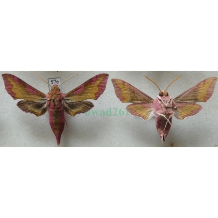 Deilephila porcellus (Linnaeus, 1758) 1+reverse Zmrocznik pazik Poland57e